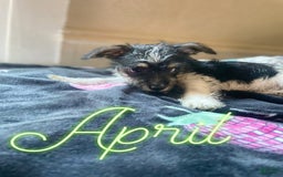 Chihuahua dogs for sale: April - Image 2
