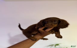 Miniature Dachshund dogs for sale: Snickers - Image 2