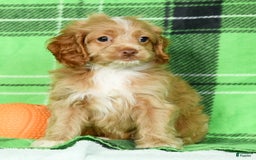 Cockapoo dogs for sale: Vince - Image 3
