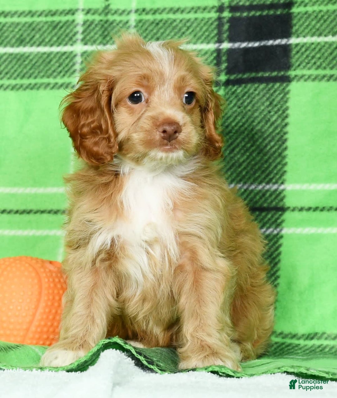 Cockapoo dogs for sale: Vince - Image 3