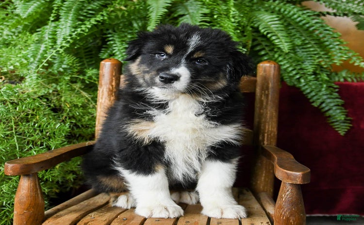 Australian Shepherd dogs for sale - Ad 1