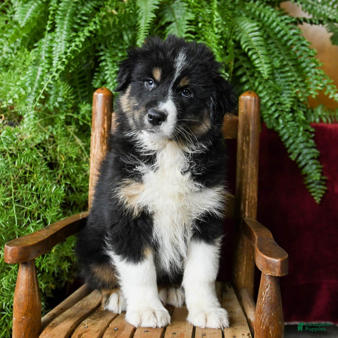 Australian Shepherd dogs for sale: Cooper - Image 1