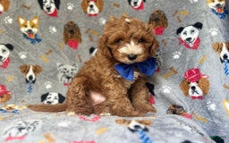 Cavapoo dogs for sale: Plankton - Image 8