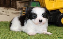 Maltese dogs for sale: Dot - Image 1