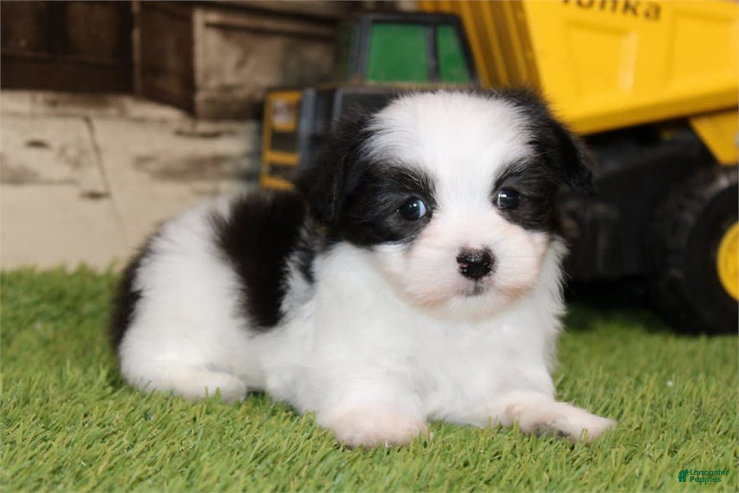 Maltese dogs for sale: Dot - Image 1