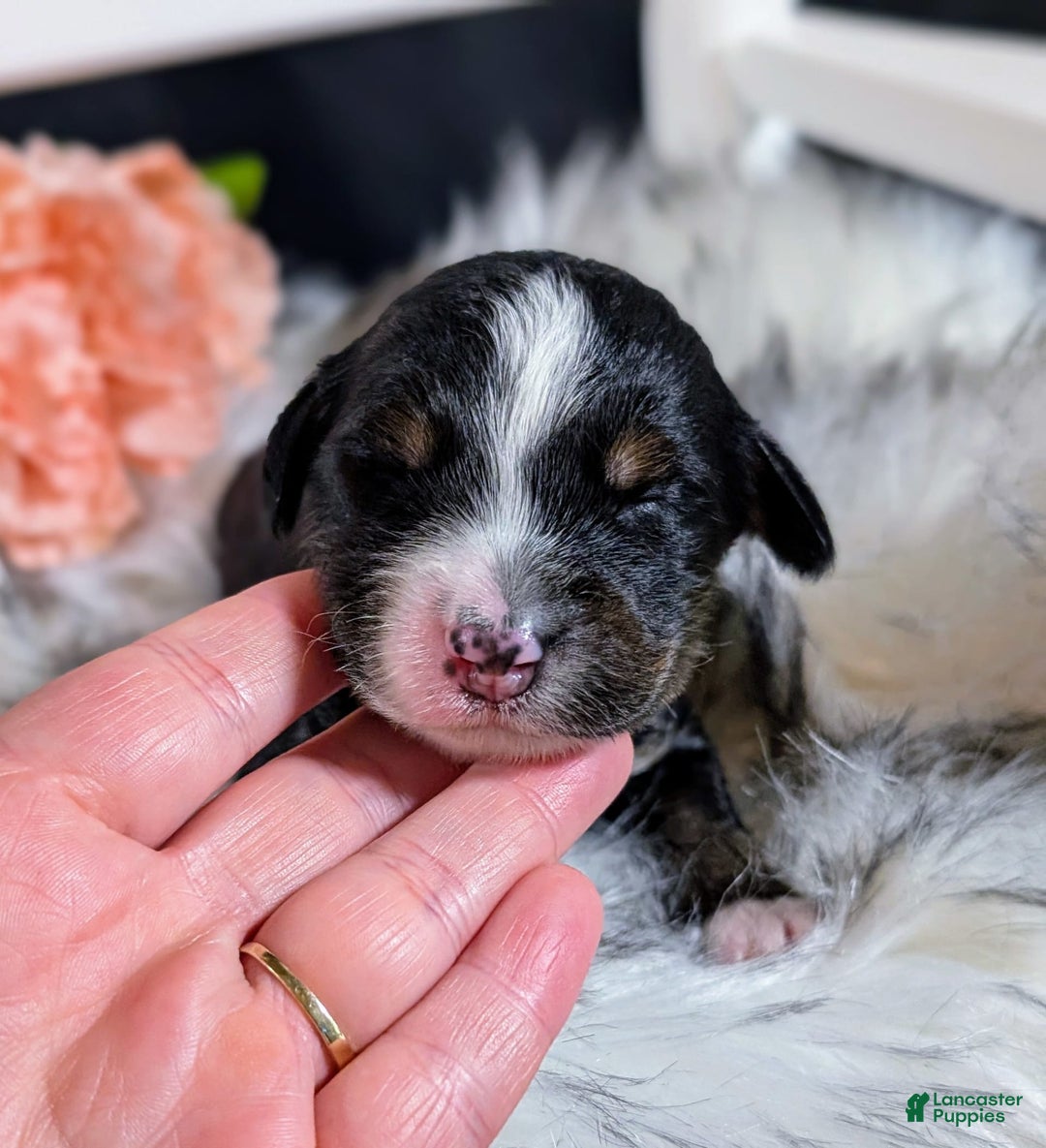 Mini Bernedoodle dogs for sale: Montserrat - Image 3