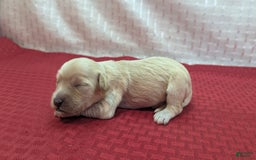 Cockapoo dogs for sale: Magnus - Image 3