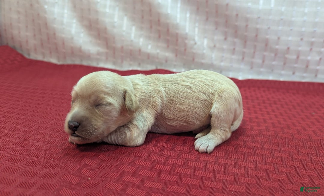Cockapoo dogs for sale: Magnus - Image 3