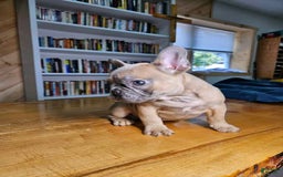 French Bulldog dogs for sale: Bully - Image 5