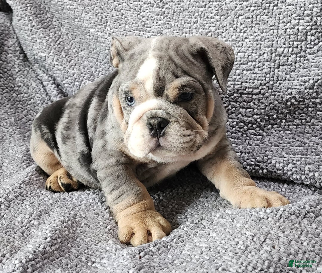 English Bulldog dogs for sale: Campbell - Image 6