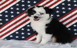 Miniature Australian Shepherd dogs for sale: Axel Toy - Image 34