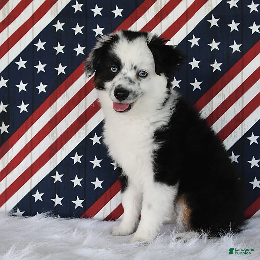 Miniature Australian Shepherd dogs for sale: Axel Toy - Image 34