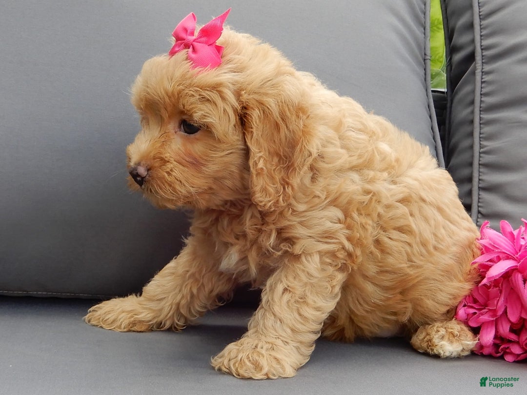 Cavapoo dogs for sale: Caramel - Image 3