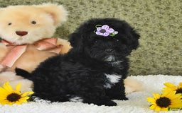 Havapoo dogs for sale: Snickers - Image 9