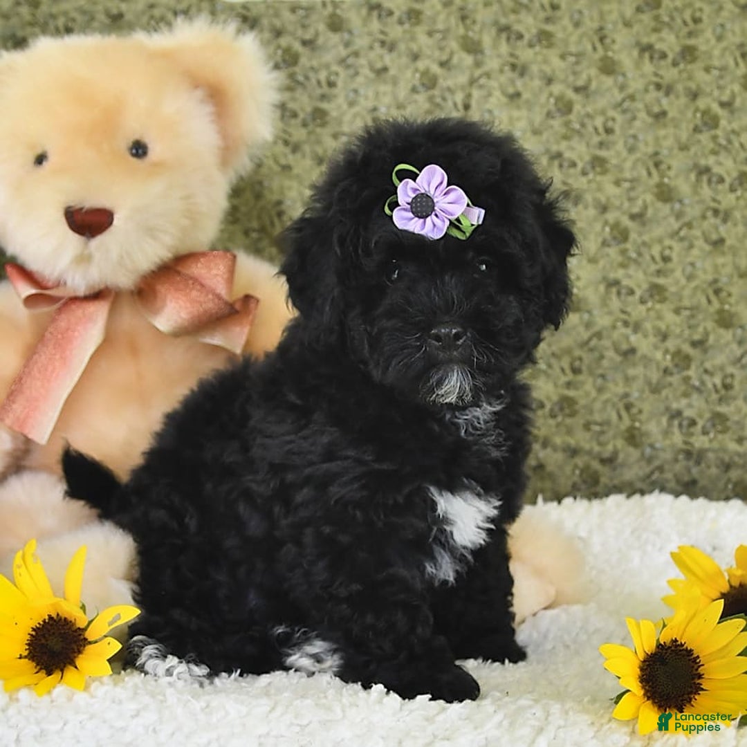 Havapoo dogs for sale: Snickers - Image 9