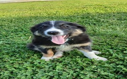 Border Collie dogs for sale: Rose - Image 2
