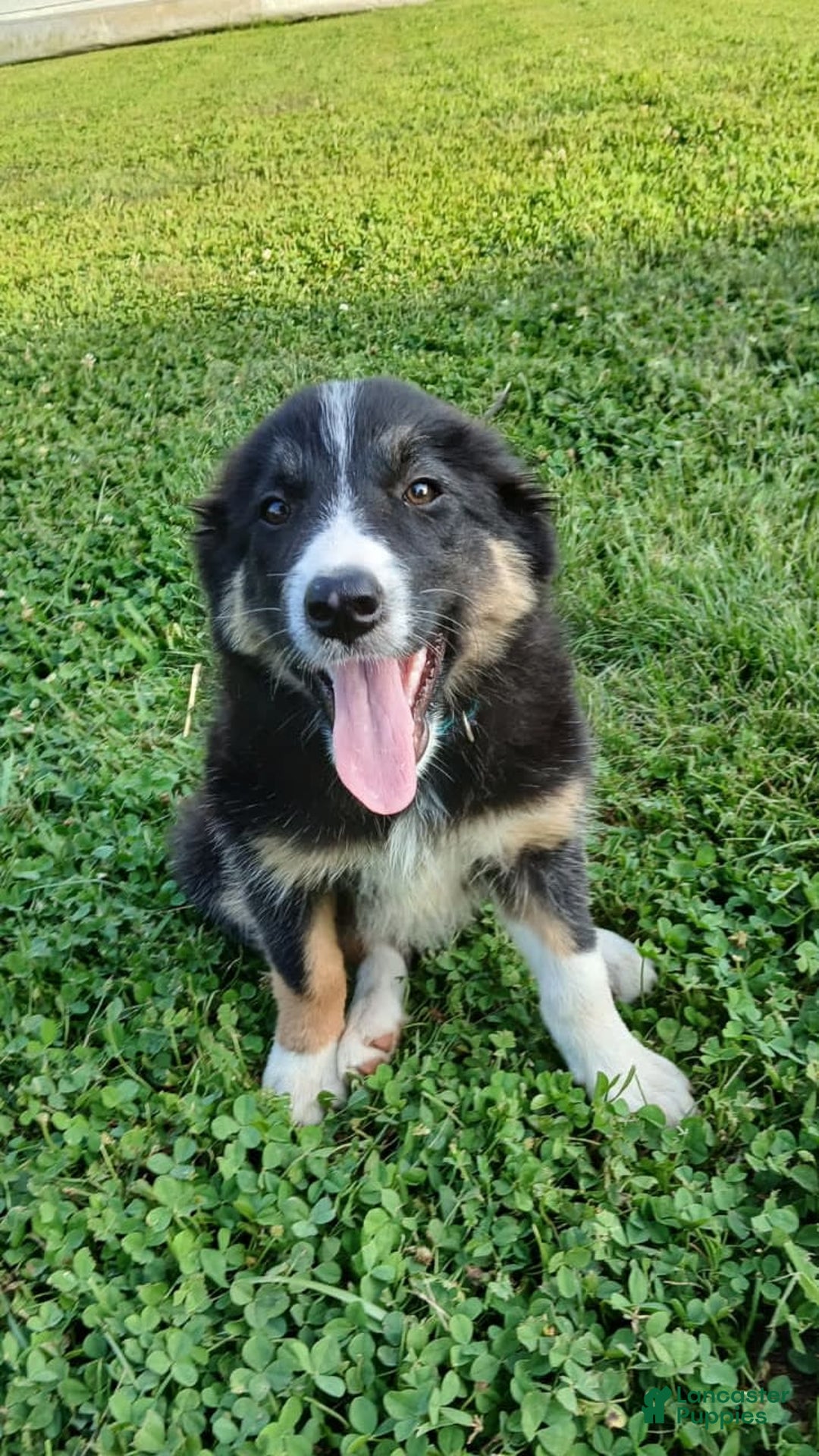 Border Collie dogs for sale: Rose - Image 2