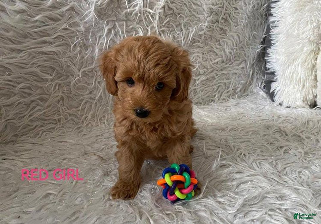Maltipoo dogs for sale: Red - Image 2