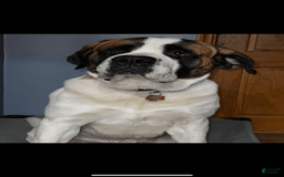 Saint Bernard dogs for sale: Violet - Image 4