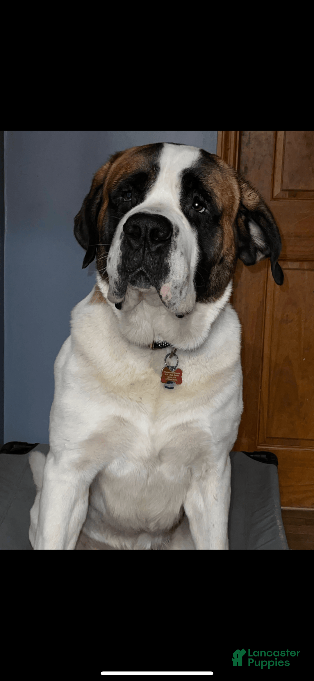 Saint Bernard dogs for sale: Violet - Image 4