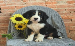Greater Swiss Mountain Dog dogs for sale: Royce - Image 3