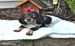 Miniature Dachshund dogs for sale: Maggie - Image 4