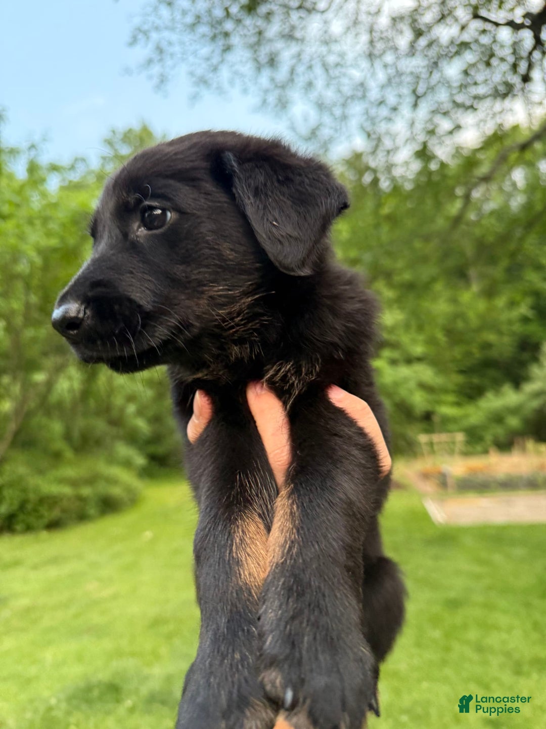 German Shepherd dogs for sale: Flower - Image 6