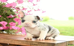 Frenchton dogs for sale: Gloria - Image 2