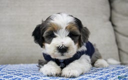 Mini Bernedoodle dogs for sale: Luke - Image 23