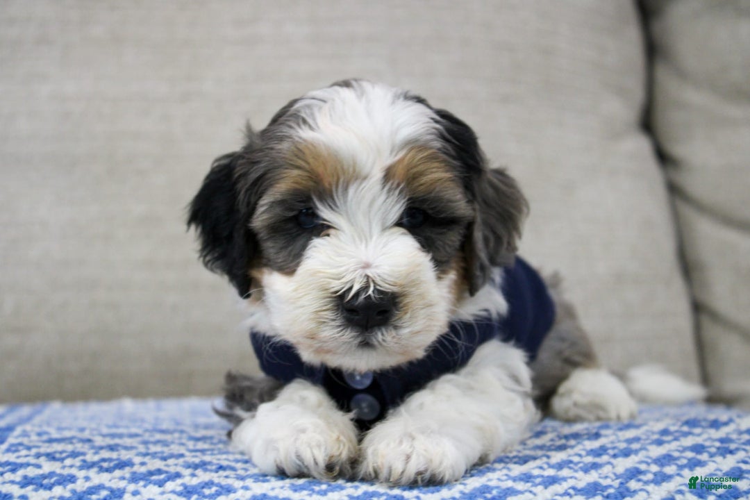 Mini Bernedoodle dogs for sale: Luke - Image 23