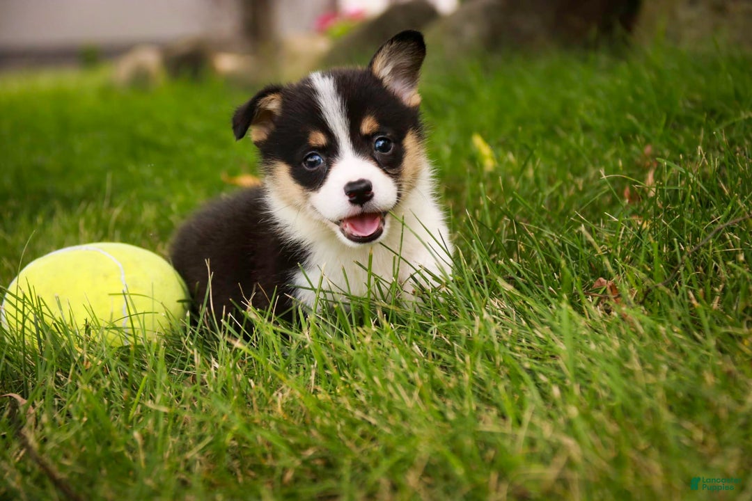 Welsh Corgi Pembroke dogs for sale: Mousse - Image 5
