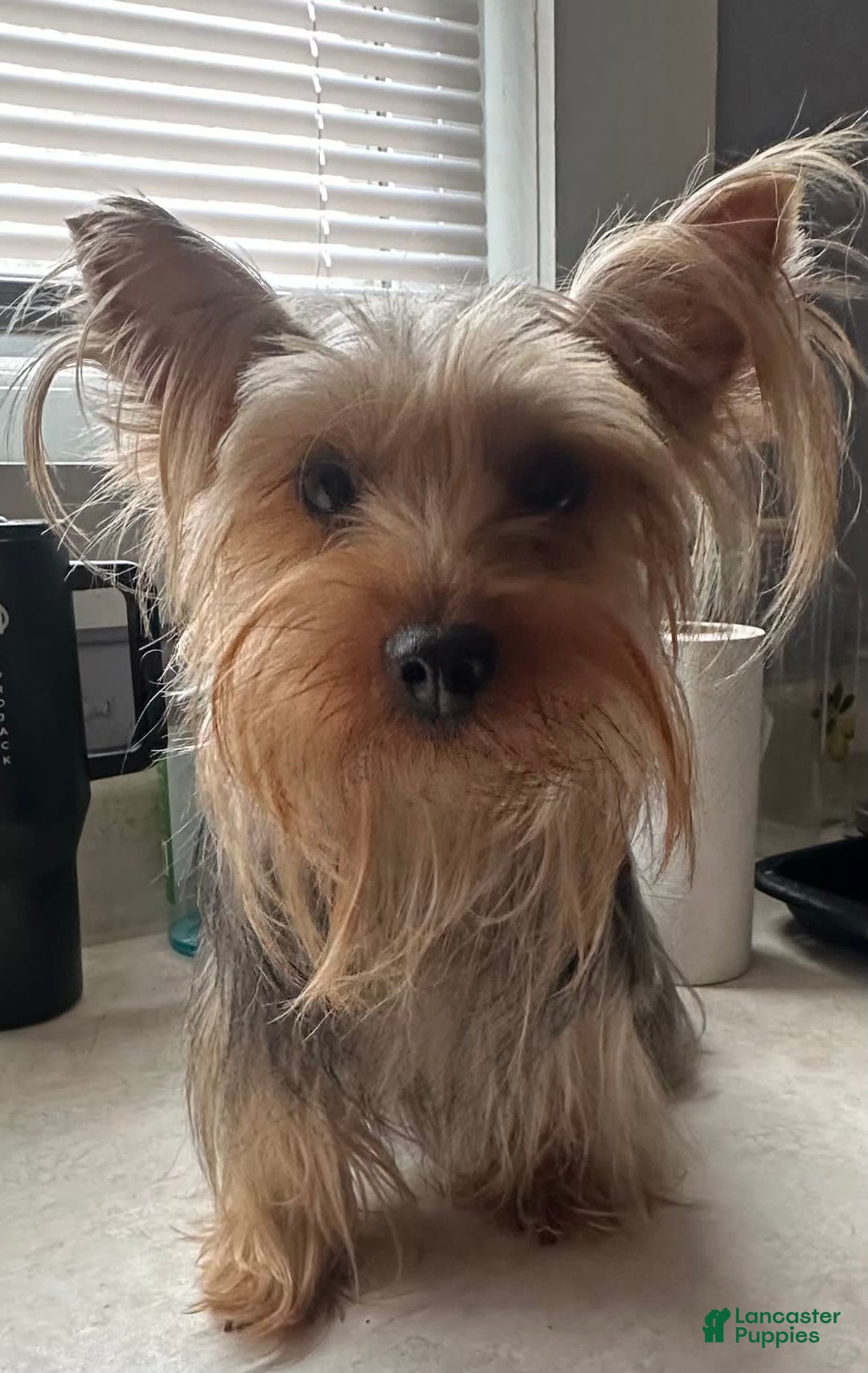 Yorkshire Terrier dogs for sale: Ella - Image 6