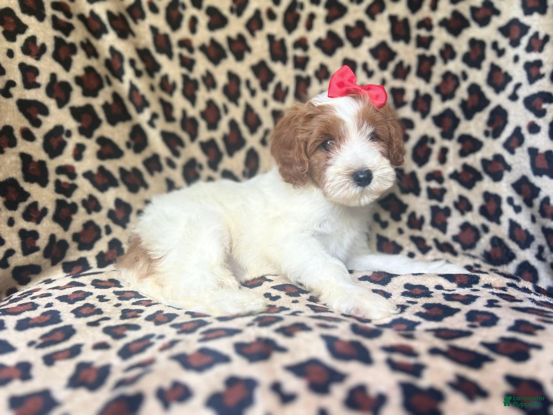 Cavapoo dogs for sale: Shayla - Image 5