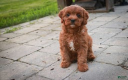 Cavalier King Charles Spaniel dogs for sale: Monty - Image 27