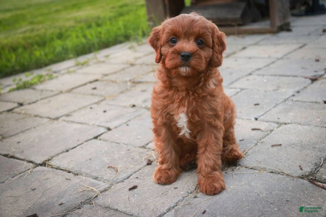 Cavalier King Charles Spaniel dogs for sale: Monty - Image 27