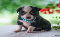 Miniature Australian Shepherd dogs for sale: Twinkle - Image 2