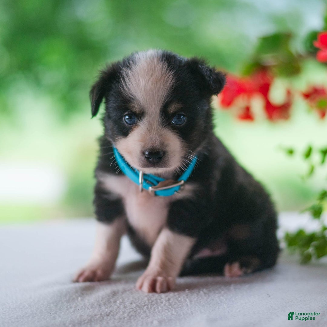 Miniature Australian Shepherd dogs for sale: Twinkle - Image 2