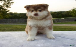 Pomsky dogs for sale: River - Image 2