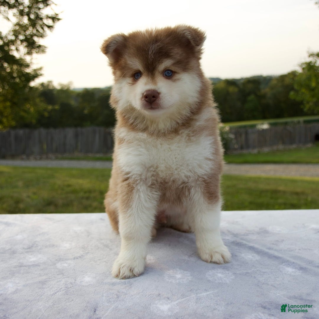 Pomsky dogs for sale: River - Image 2