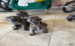 Cane Corso dogs for sale: Blue - Image 5