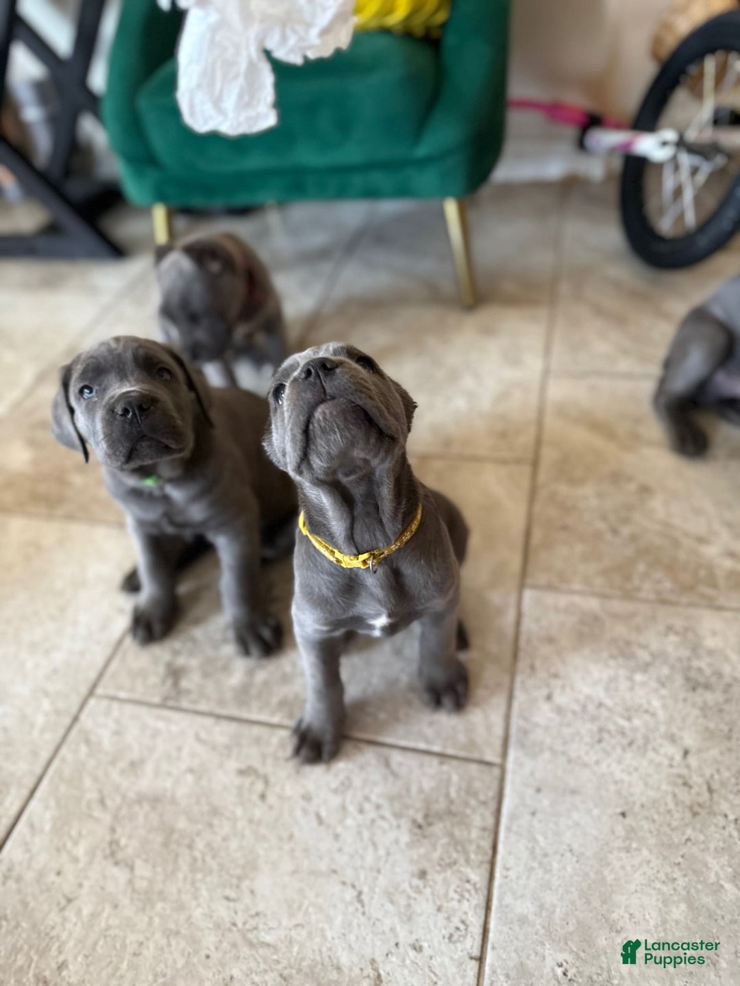 Cane Corso dogs for sale: Blue - Image 5