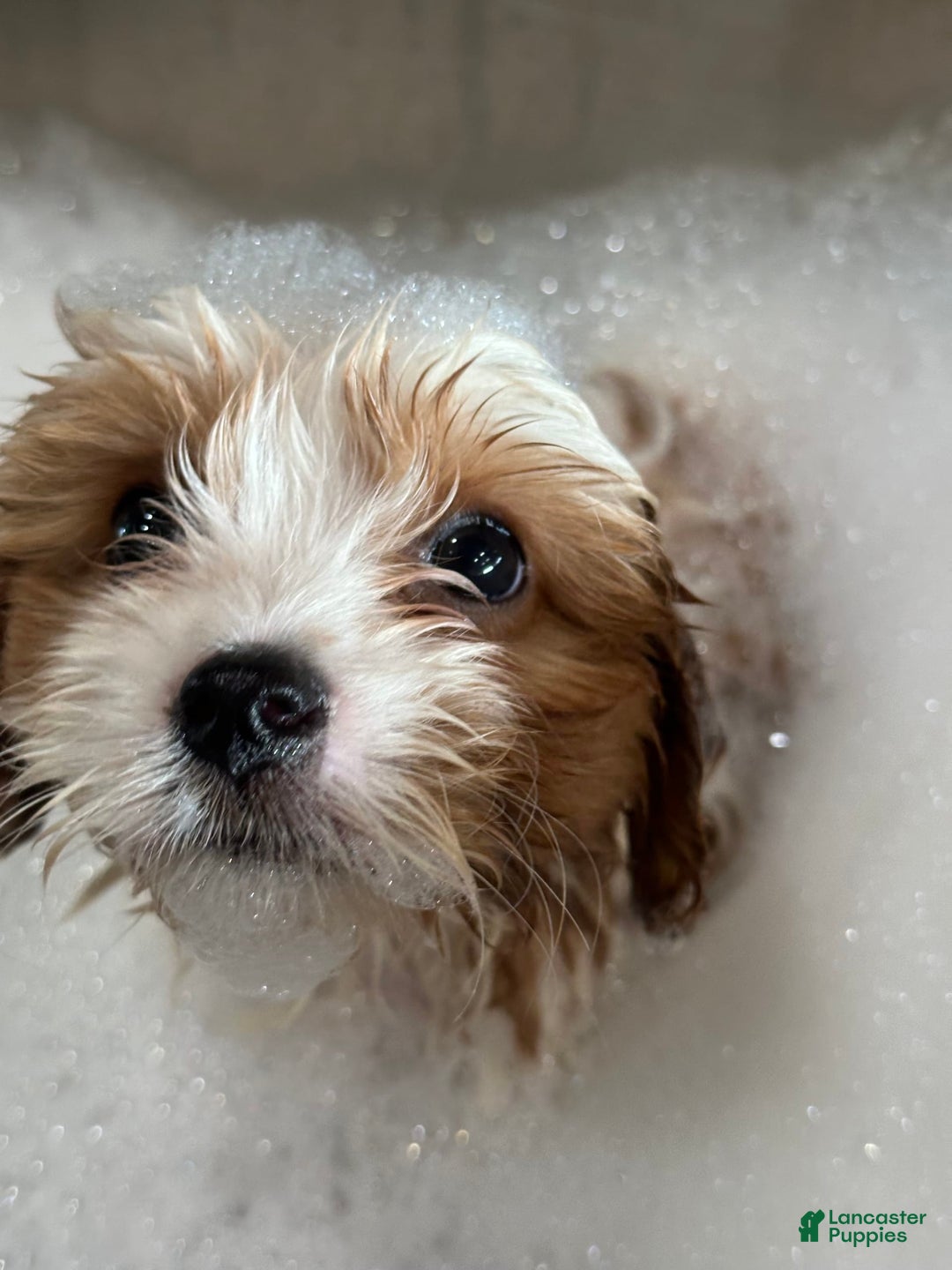 Cavachon dogs for sale: Ollie - Image 5