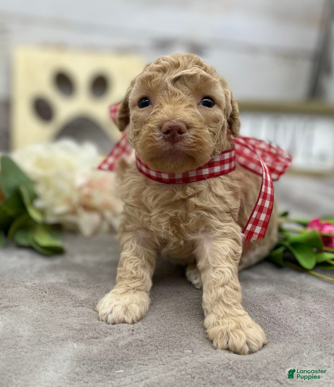 Miniature Poodle dogs for sale: Taren - Image 8