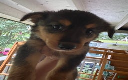 Border Collie dogs for sale: Brownie - Image 1