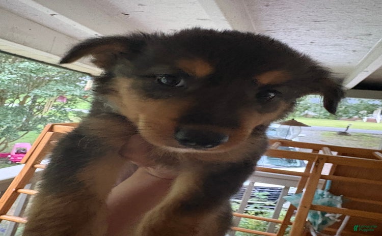 Border Collie dogs for sale - Ad 1