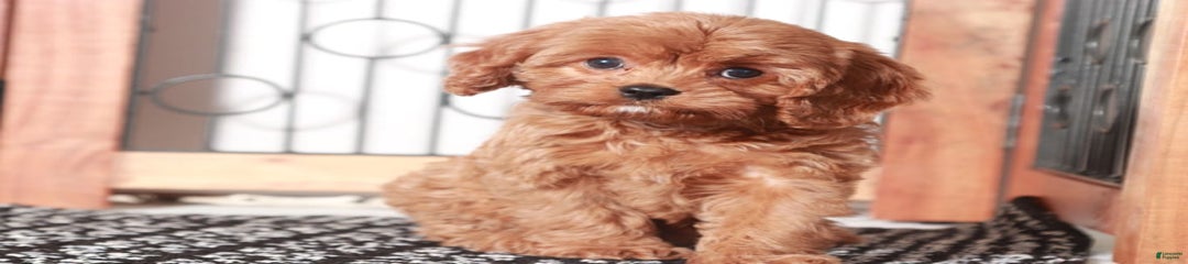 Maggie