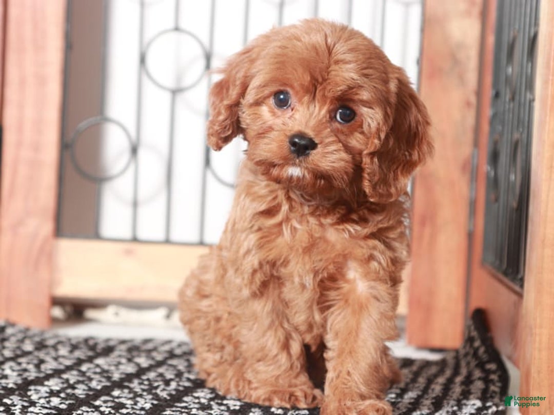 Cavapoo dogs for sale: Maggie - Image 1