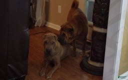 Shar Pei dogs for sale: Bear - Image 7