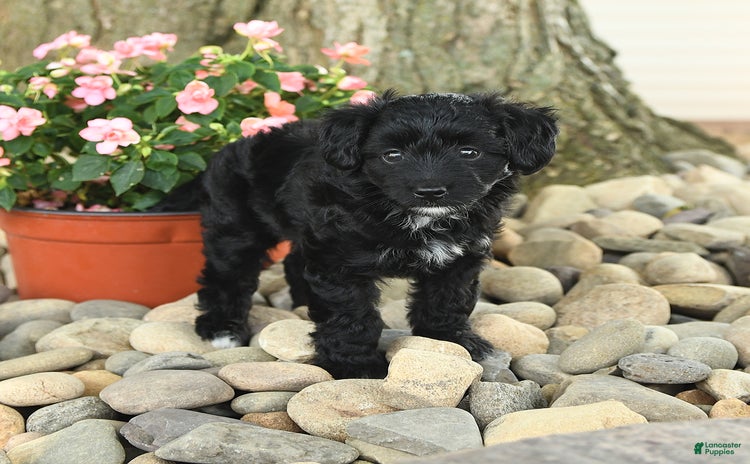 Mini Aussiedoodle dogs - Advert 31