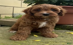 Cavapoo dogs for sale: Ottis - Image 2